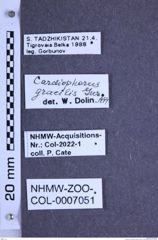 Etiketten zu Cardiophorus gracilis (Gurjeva, 1966) (NHMW-ZOO-COL-0007051)